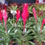 5.ดอกมีความสวยงาม-สีฉูดฉาด-แดงสด