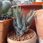 5.ต้น-Haworthia-fasciata-หรือ-ม้าลาย