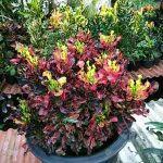 5.ลูกไม้ใบแคระ-ให้ความแปลก-สวยดีไปอีกแบบ