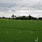 5.แปลงนาเมล็ดพันธุ์ข้าวที่ขายได้ราคาดีกว่าข้าวเปลือกทั่วไป