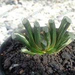 6.ต้น-Haworthia-truncata-variegata