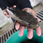 ปลาช่อนแม่ลา เลี้ยงปลาช่อน ปลาเศรษฐกิจ การเลี้ยงปลาช่อน