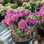 6.สาวิตรีดอกสีม่วงสวยสด-ทรงพุ่มสวย