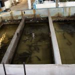 7.การเพาะเลี้ยงปลาช่อนแม่ลา