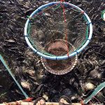 การเลี้ยงปลานิล เลี้ยงกุ้ง สัตว์น้ำ เกษตรแปลงใหญ่