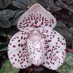 7.รองเท้านารีฝาหอย-Paphiopedilum-bellatulum