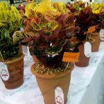 7.เทพนิมิตร-ลูกไม้สวนมนตรี-เลี้ยงโกสน