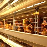 8.การป้องกันโรคระบาดในไก่ไข่