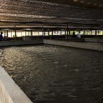 8.การเลี้ยงปลาช่อนแม่ลาในบ่อดิน