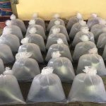 8.การแพ็คลูกปลาแรด-ปลากรายใส่ถุง