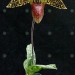 8.รองเท้านารีปีกแมลงปอ-Paphiopedilum-sukhakulii