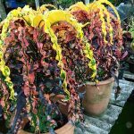 8.อินเดียแดงทรงน้ำตก