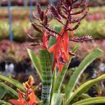 9.ดอกของสับปะรดสีกลุ่มแอคเมีย-Aechmea