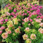 9.เฟื่องฟ้าสาวิตรีหลากหลายสีสัน