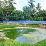 การอนุบาลลูกปลาแรด-ปลากรายในบ่อดิน