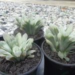 ต้น-H.cooperi-silver-swirl