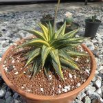ต้น-Haworthia-limifolia-variegata-หรือ-“ม้าเวียนด่าง”