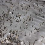 ลูกปลาที่ฟักตัวออกจากไข่แล้ว