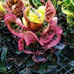 โกสน เลี้ยงโกสน พืชเศรษฐกิจ ไม้มงคล