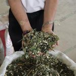 ใบมันสำปะหลังสับแห้ง