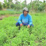 1.คุณธนบดินทร์-แย้มเยื้อน-เกษตรกรปลูกผักในเขตหนองจอก