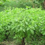 2.กระเพราใบใหญ่-เป็นที่ต้องการของตลาดและผู้บริโภค