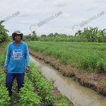 3.การปลูกผักต้นใหม่ในระบบร่องน้ำ