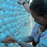 6.การแคะเห็ดที่ต้องใช้มือรองขี้เลื่อย