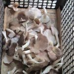 7.ดอกเห็ดที่ผ่านการตกแต่งแล้ว