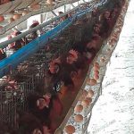 7.ไข่ไก่