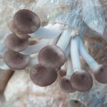 8.ดอกเห็ดสมบูรณ์-สวย-เป็นที่ต้องการของตลาด