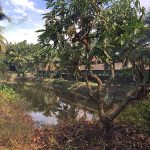 8.บ่อปลาขนาดเล็ก