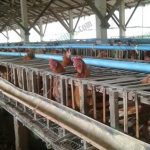 9.ไก่ไข่