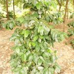 ต้นกาแฟในสวนยาง