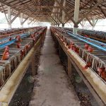 โรงเรือนเลี้ยงไก่ไข่