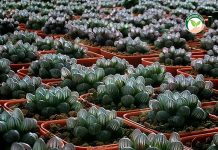 1.ต้น ฮาโวเทีย ( Haworthia ) ไม้อวบน้ำ แคคตัส