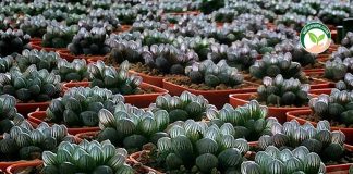 1.ต้น ฮาโวเทีย ( Haworthia ) ไม้อวบน้ำ แคคตัส