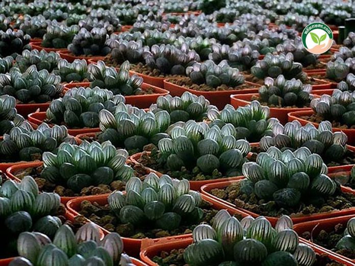 1.ต้น ฮาโวเทีย ( Haworthia ) ไม้อวบน้ำ แคคตัส 1.ต้น ฮาโวเทีย ( Haworthia ) ไม้อวบน้ำ แคคตัส