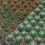 1.ถังทองเป็นสายพันธุ์กระบองเพชร