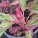 1.สยามออรอร่า-ใบเรียวเล็ก-สีเขียวเข้มอมเหลือง-ขอบใบสีแดง