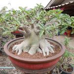 10.ถังทอง