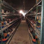 2.กรงไก่ไข่อัตโนมัติแบบ-A-Frame