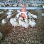 2.การป้องกันโรคระบาดในการ เลี้ยงไก่เนื้อ ใน ฟาร์มไก่เนื้อ