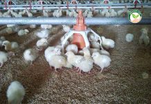2.การป้องกันโรคระบาดในการ เลี้ยงไก่เนื้อ ใน ฟาร์มไก่เนื้อ