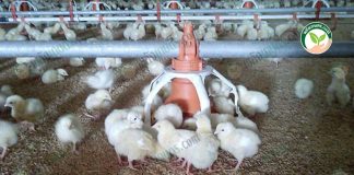 2.การป้องกันโรคระบาดในการ เลี้ยงไก่เนื้อ ใน ฟาร์มไก่เนื้อ