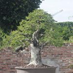 2.บอนไซไม้มะขามต้นเด่นของสวน