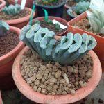 3.Haworthia-truncata-ม้าตัด