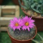 3.ดอกแคคตัสถังทอง-สีสันสวย-เด่น-น่ารัก