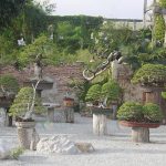 3.บรรยากาศภายในสวนบางแสน-บอนไซ