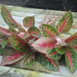 3.สมบัติสยาม-ใบสีเขียวเข้ม-แกนใบเป็นสีแดงชมพู